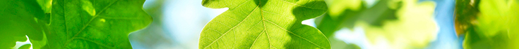 oak-tree-GettyImages-474867520_735x70.jpg