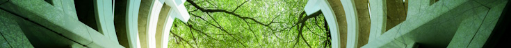 image of trees through a tunnel